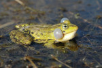 Kwakende groene kikker (Rana esculenta), Emst